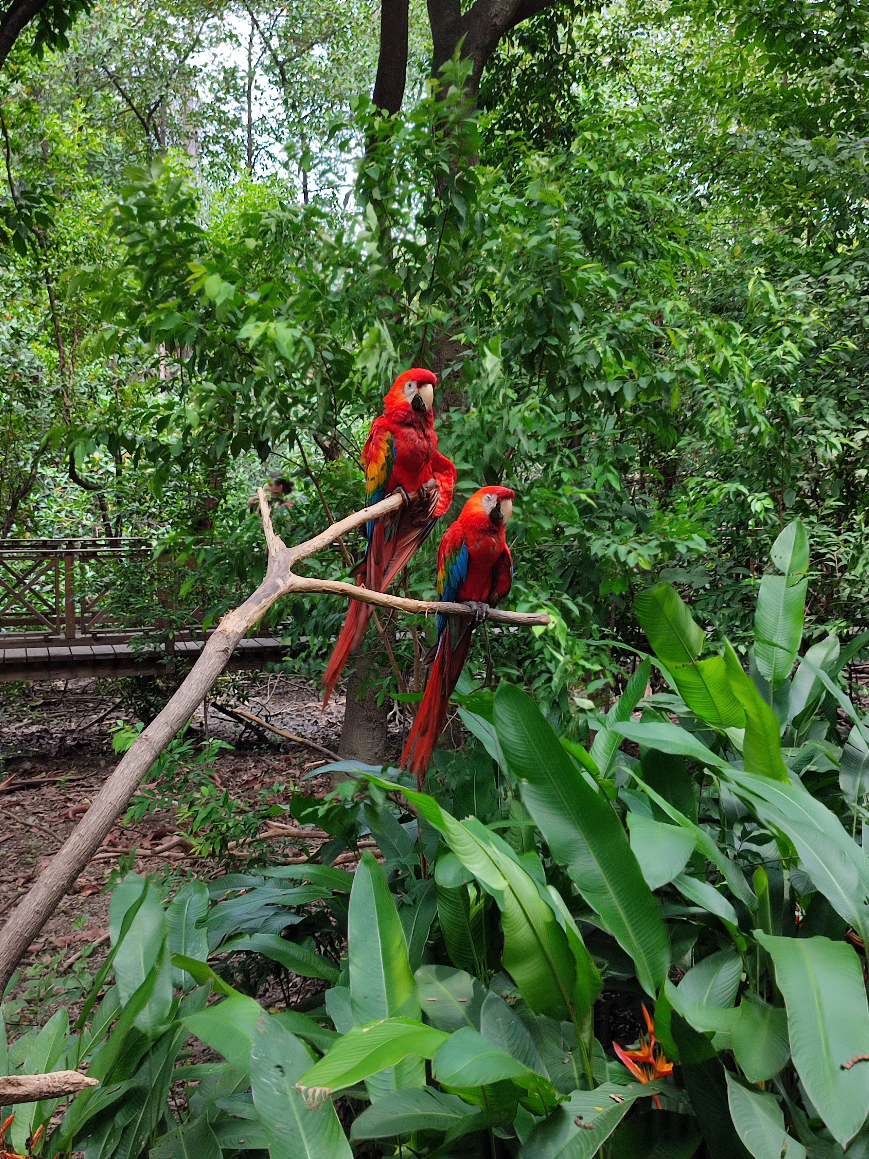 Guayaquil Historical Park 5